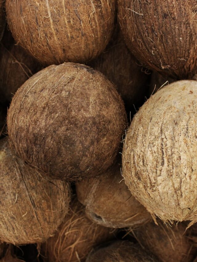 Best coconut supplier from india